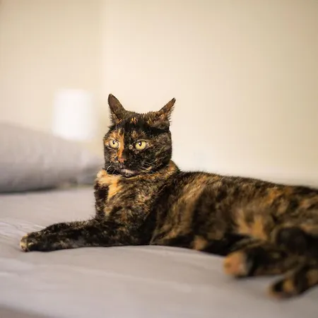 Art House Pansiyon Radovljica